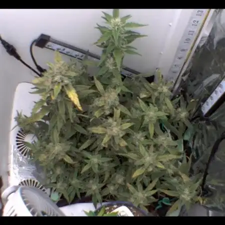 Heyabby420pro (gelato_auto fastbuds)soil