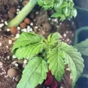 Mini bonsai auto mix (heyabby 420 pro)