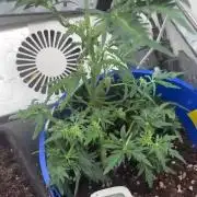 Frosty auto freak hey Abby 420pro