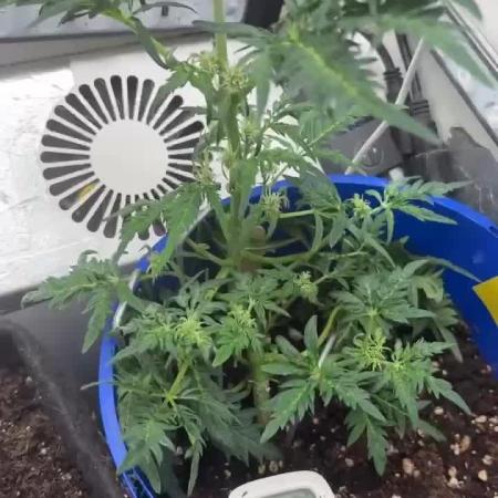 Frosty auto freak hey Abby 420pro