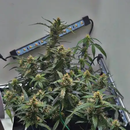 Heyabby420pro (gelato_auto fastbuds)soil