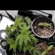 Mental rainbow F1 (HeyAbby420pro)