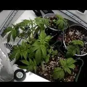 Mental rainbow F1 (HeyAbby420pro)