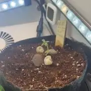 Monster maker hey abby