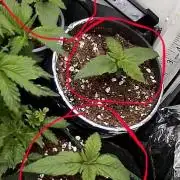 Mini bonsai auto mix (heyabby 420 pro)