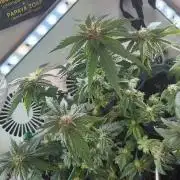 Mental rainbow F1 (HeyAbby420pro)