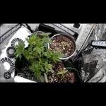 Mental rainbow F1 (HeyAbby420pro)