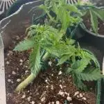 Mental rainbow F1 (HeyAbby420pro)