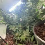 Mental rainbow F1 (HeyAbby420pro)