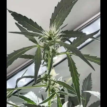 HEYABBY420pro (gelato auto soil mix)