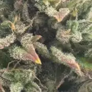 Mini bonsai auto mix (heyabby 420 pro)