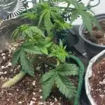 Mental rainbow F1 (HeyAbby420pro)