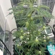 Frosty's purple Freak hey abby