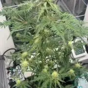 Frosty's purple Freak hey abby