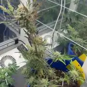 Frosty auto freak hey Abby 420pro