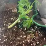 Mental rainbow F1 (HeyAbby420pro)