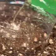 Monster maker hey abby