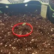 BPP auto RF3 in heyabby420pro