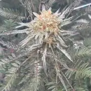 Frosty's purple Freak hey abby