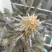 Frosty's purple Freak hey abby