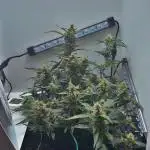 Heyabby420pro (gelato_auto fastbuds)soil