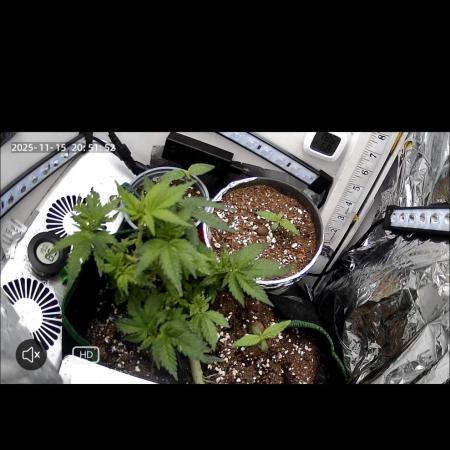 Mental rainbow F1 (HeyAbby420pro)