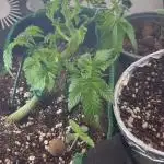 Mental rainbow F1 (HeyAbby420pro)