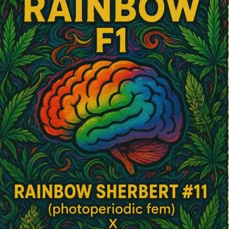 Mental rainbow F1 (HeyAbby420pro)