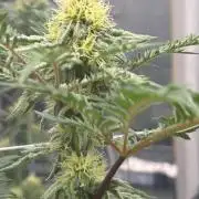 Frosty's purple Freak hey abby