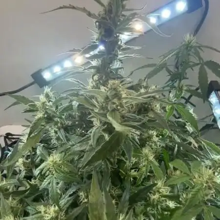 Heyabby420pro (gelato_auto fastbuds)soil