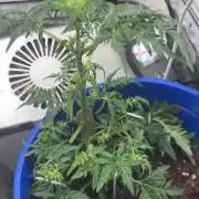 Frosty auto freak hey Abby 420pro