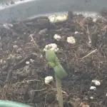 Mini bonsai auto mix (heyabby 420 pro)