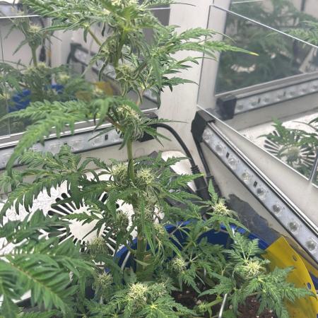 Frosty auto freak hey Abby 420pro