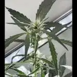 HEYABBY420pro (gelato auto soil mix)