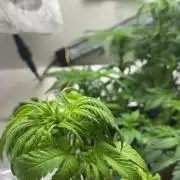 Mini bonsai auto mix (heyabby 420 pro)