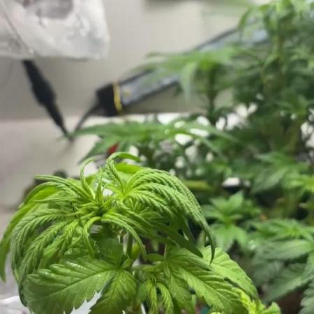 Mini bonsai auto mix (heyabby 420 pro)