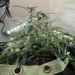 HEYABBY420pro (gelato auto fastbuds)soil