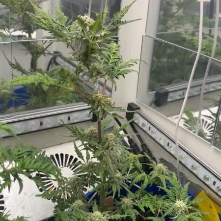 Frosty auto freak hey Abby 420pro