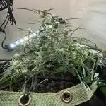 HEYABBY420pro (gelato auto fastbuds)soil