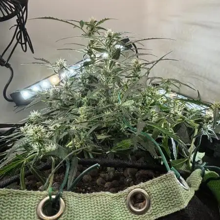 HEYABBY420pro (gelato auto fastbuds)soil