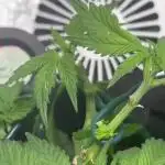 Mental rainbow F1 (HeyAbby420pro)