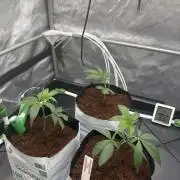 Zozay - Relentless Genetics