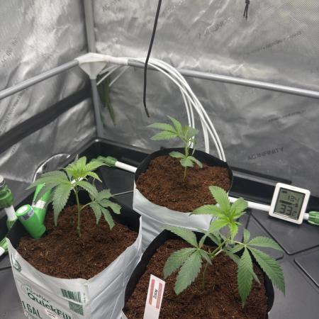 Zozay - Relentless Genetics
