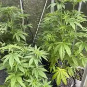 Summer Paradise Outdoor Grow Germany
