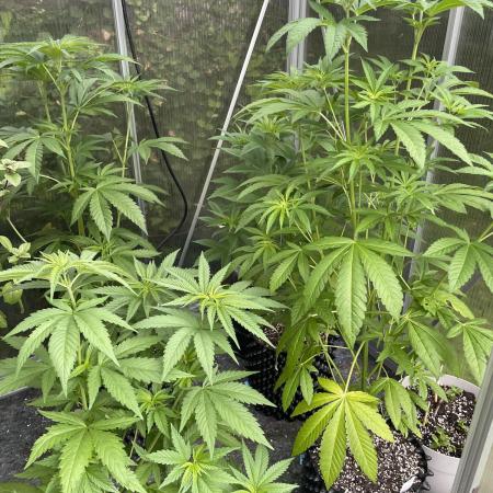 Summer Paradise Outdoor Grow Germany