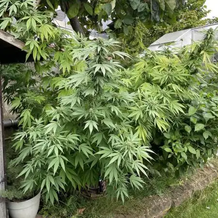 Special Queen #1, Garden Summer 2025