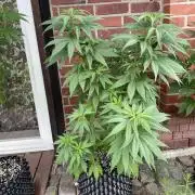 Summer Paradise Outdoor Grow Germany