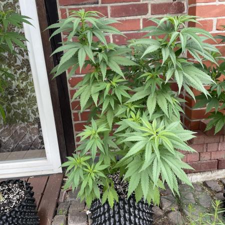 Summer Paradise Outdoor Grow Germany