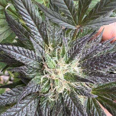 Battle of Systems: Chocolate Wafflez