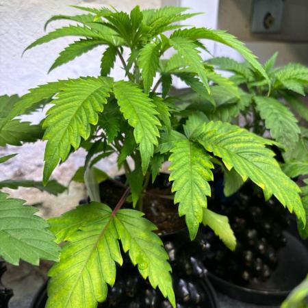 Special Kush #1, Germany March 2025